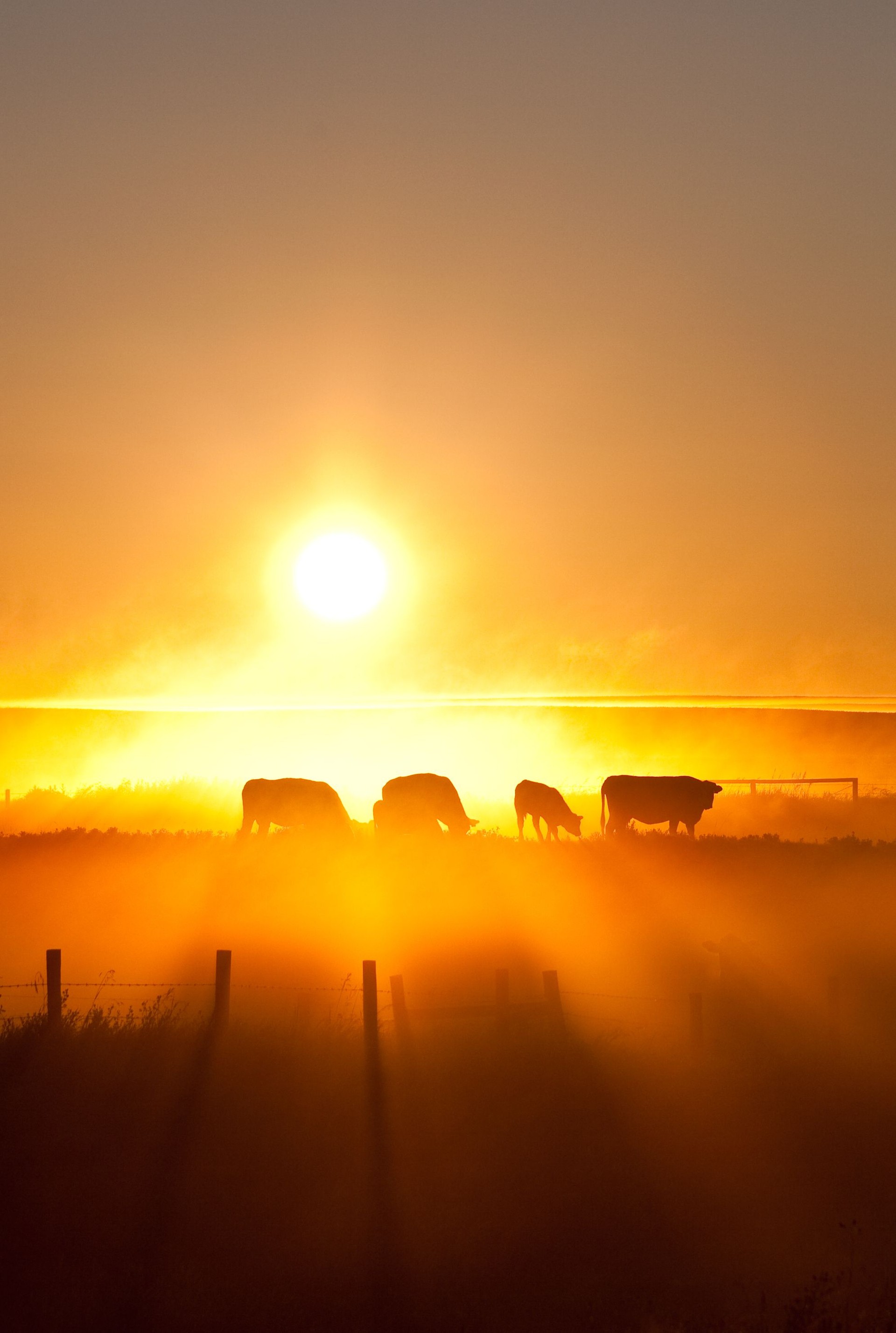 Cattle Silhouette